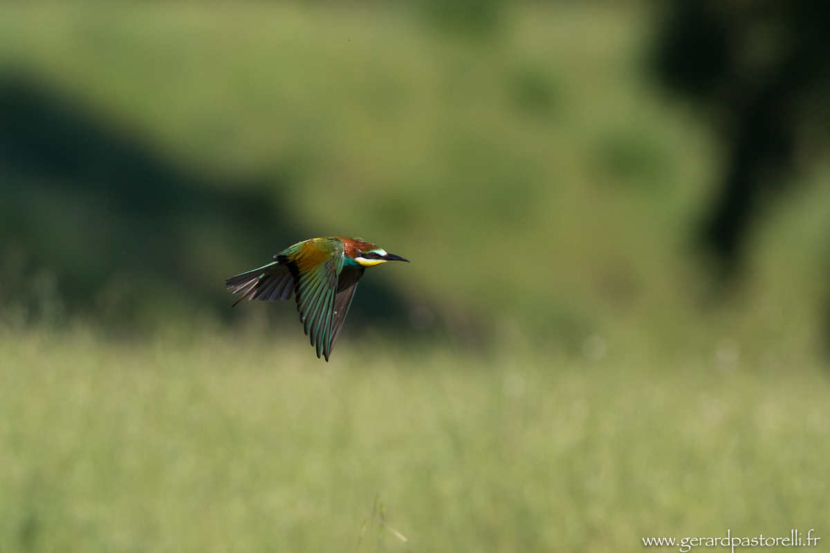 Bee eater 40